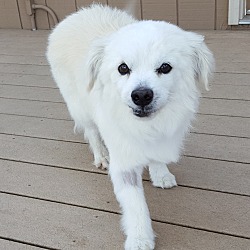 American eskimo sale maltese mix