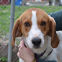 Louisa County Animal Shelter in Mineral, Virginia