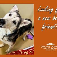 Husky Puppies For Sale In Durham North Carolina Adoptapet Com