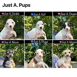 Photo of Just A. Pups