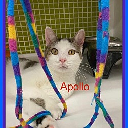 Photo of Apollo (adult male - loving)