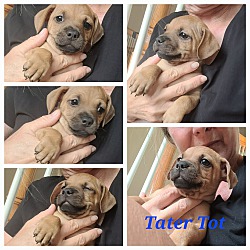 Thumbnail photo of Tater Tot #2
