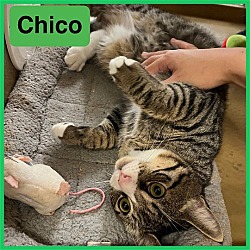 Thumbnail photo of Chico #2