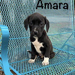 Thumbnail photo of Amara -Holden, MA #1