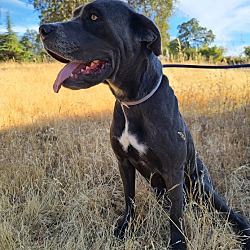 bonded pet photo