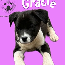 Thumbnail photo of Gracie #3