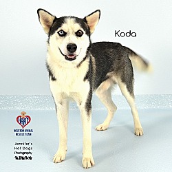 Thumbnail photo of Koda #2