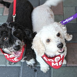 Thumbnail photo of Jerry & Rita **ADOPTION PENDING* #3