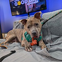 adopt a pet