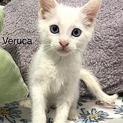 Thumbnail photo of Veruca #3