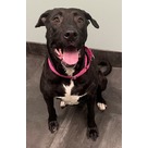 Adopt A Pet :: Cherry - Jackson, MI