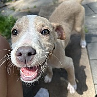 adopt a pet
