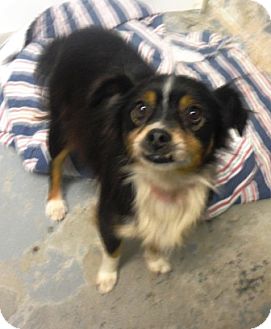 chihuahua bernese mix