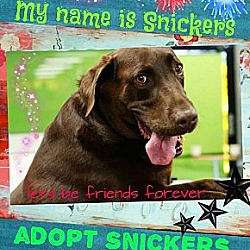 Photo of SNickers