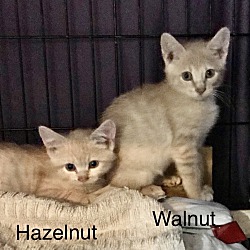 Photo of Hazelnut and Walnut