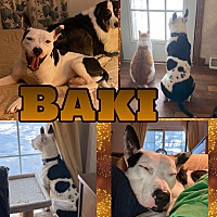 Photo of Baki