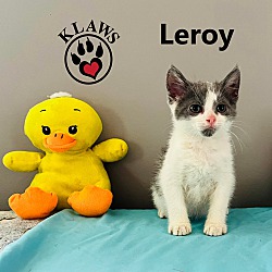 Thumbnail photo of Leroy #4