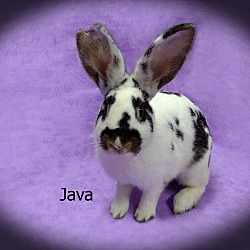 Thumbnail photo of Java #2