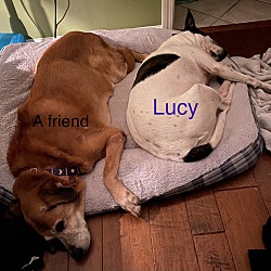 Thumbnail photo of Lucy~adopted! #3