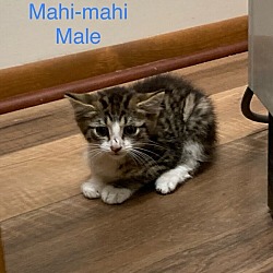 Photo of Mahi-Mahi