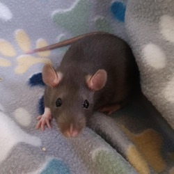 Thumbnail photo of Rat Damon #2