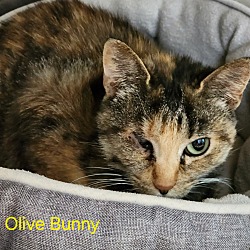 Photo of Olive Bunny