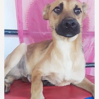 adopt a pet