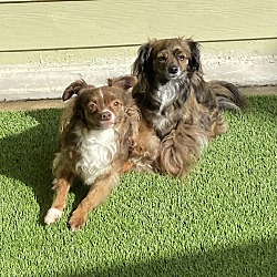 bonded pet photo