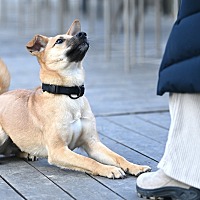 adopt a pet