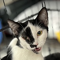 adopt a pet