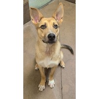 adopt-pet