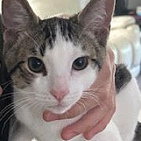 adopt-pet