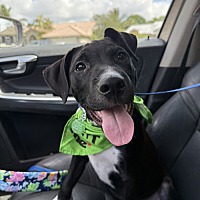 adopt a pet
