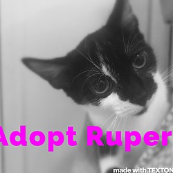 Thumbnail photo of Rupert #2