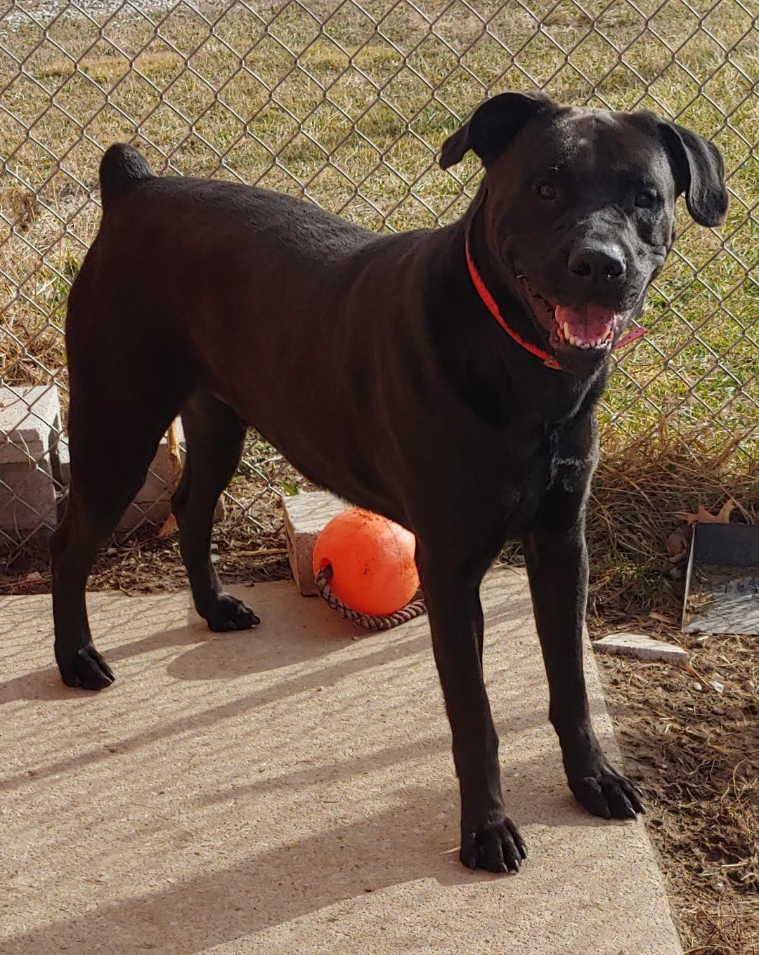 Adopt Jackson a Black Cane Corso / Rottweiler / Mixed dog