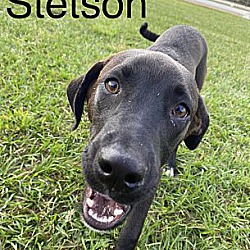 Photo of Stetson