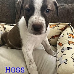 Thumbnail photo of Hoss #1