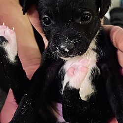 Thumbnail photo of Rescued Mini Pinscher/ Kokoni Babies #4