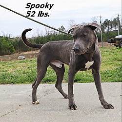 Photo of Spooky