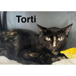 Thumbnail photo of Torti * Bonded to Jaq * #1