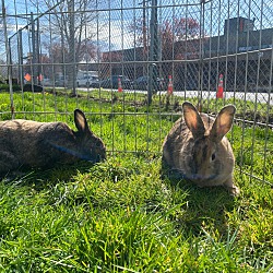 bonded pet photo