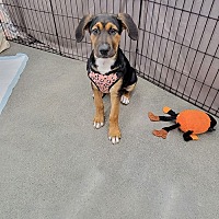 adopt a pet