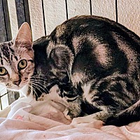 adopt-pet