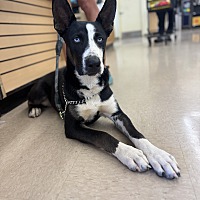 adopt a pet