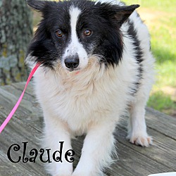 Thumbnail photo of Claude~adopted! #2