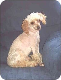 Lacrosse Wi Toy Poodle Meet Teddy Bear A Pet For Adoption
