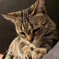 Thumbnail photo of Mirabella  lap cat #2