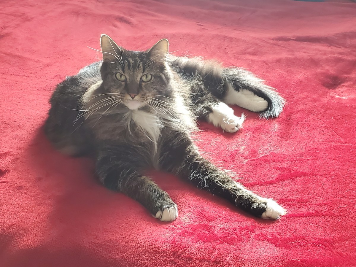 Adopt Rosie A Brown Tabby Maine Coon / Mixed (long Coat) Cat In Coeur D
