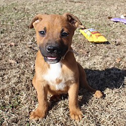Thumbnail photo of Bowser~adopted! #1