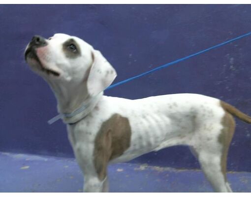 Houston, TX - Boxer/Dalmatian. Meet PETRA a Pet for Adoption ...